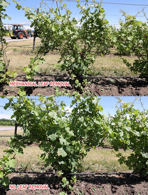 Research - mechanical leaf removal